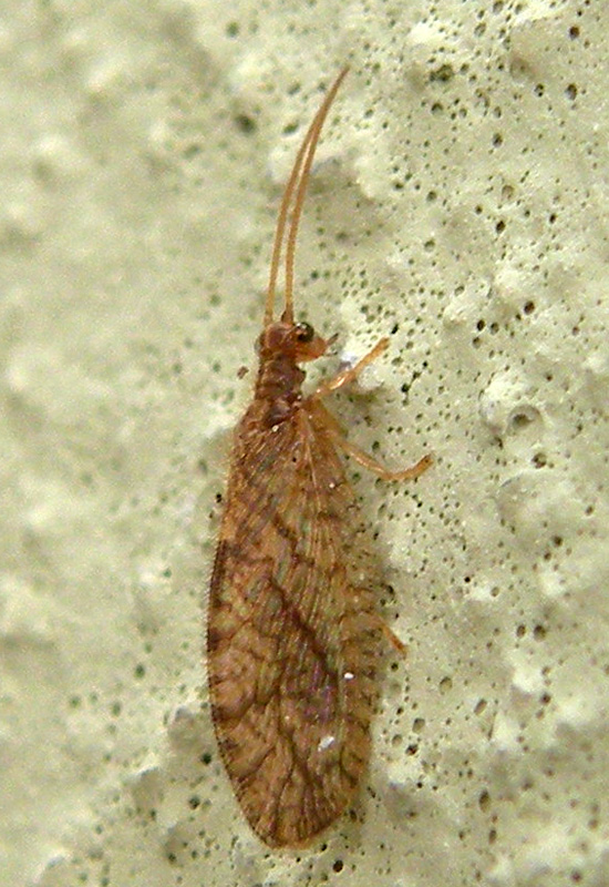 Neuroptera in giardino: Micromus angulatus - Hemerobiidae